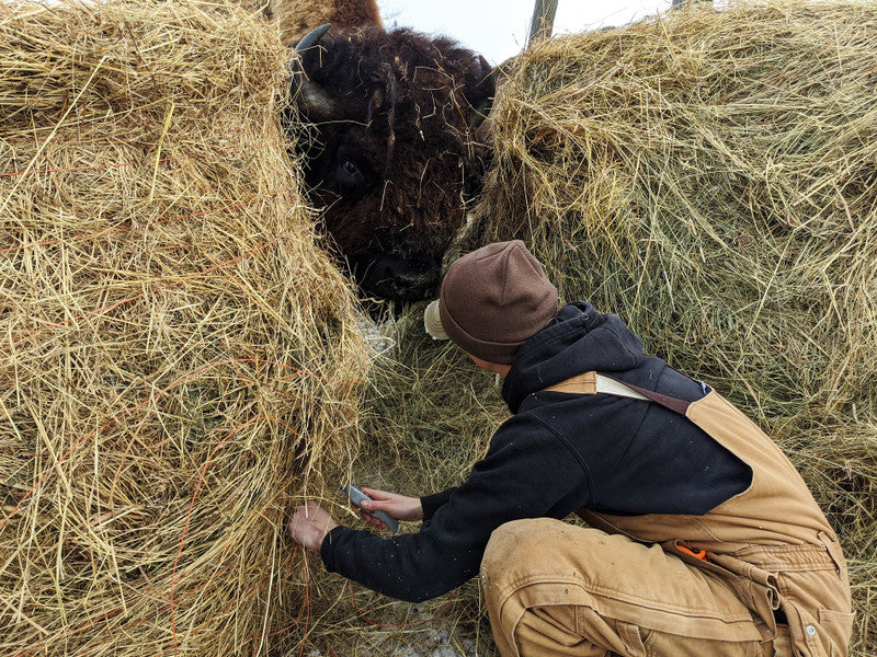 Christmas week on the ranch.