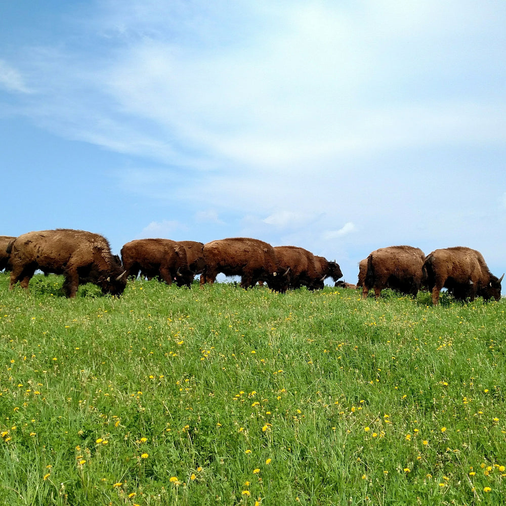 Bison eating grass in a field